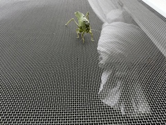 Microcentrum marginatum