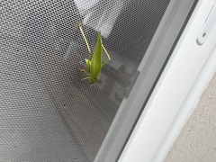 Microcentrum marginatum