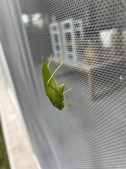 Microcentrum marginatum