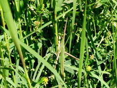 Acrida turrita