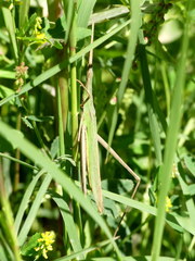Acrida turrita
