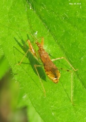 Gorpis brevilineatus