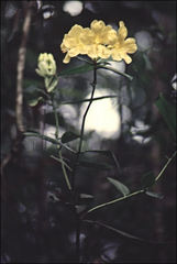Rhododendron retivenium