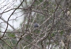 Coryphospingus pileatus