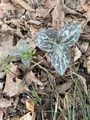 Trillium recurvatum