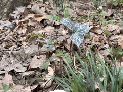 Trillium recurvatum