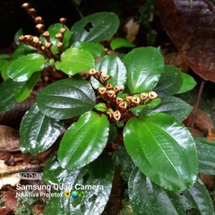 Bertolonieae