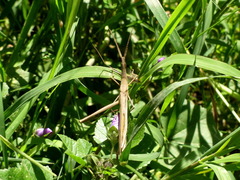 Acrida turrita
