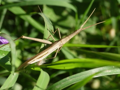 Acrida turrita