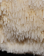 Dentipellicula leptodon