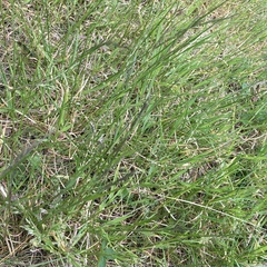 Poa annua