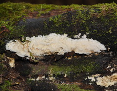 Dentipellicula leptodon