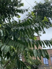 Cananga