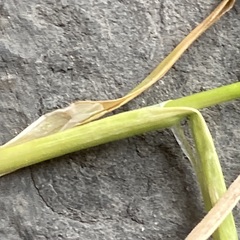 Poa annua