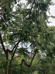 Cananga