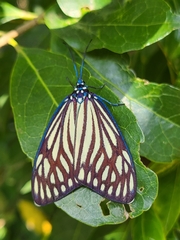 Cyclosia papilionaris
