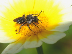 Ammobates oraniensis