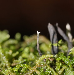 Xylaria apiculata