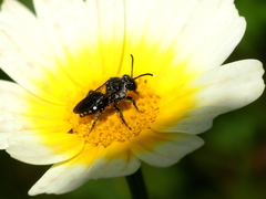 Ammobates oraniensis