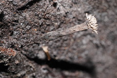 Xylaria apiculata