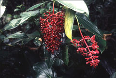 Medinilla speciosa