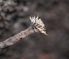Xylaria apiculata