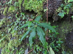 Paris polyphylla stenophylla