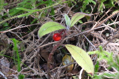 Ardisia villosa