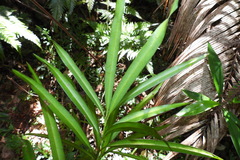 Podocarpus fasciculus