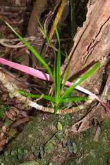 Freycinetia formosana