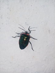Rhyssocephala