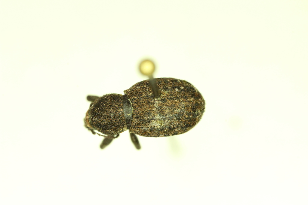 Dyslobus granicollis