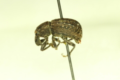 Dyslobus granicollis