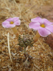 Oxalis exserta
