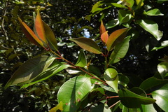 Syzygium kusukusuense