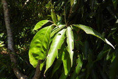 Lithocarpus shinsuiensis
