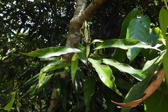 Lithocarpus shinsuiensis