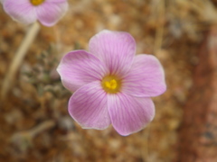 Oxalis exserta