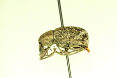 Dyslobus granicollis