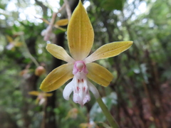Calanthe graciliflora