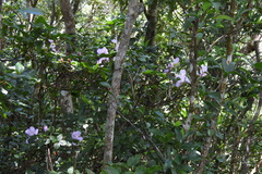Rhododendron farrerae