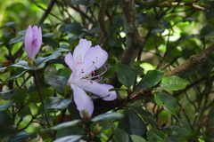 Rhododendron farrerae