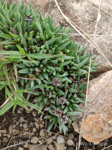 Bergeranthus multiceps, photograph 6