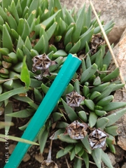 Bergeranthus multiceps