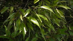 Quercus repandifolia