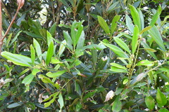 Lithocarpus dodonaeifolius