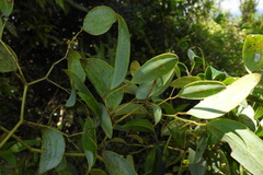 Smilax corbularia
