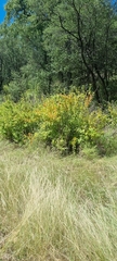 Anisotes rogersii