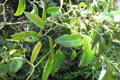 Smilax corbularia