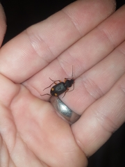 Chlaenius flaviguttatus